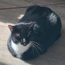 Thumbnail photo of Sasappis (I Have a Secret Crush!) #4