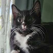 Thumbnail photo of Tulip #3