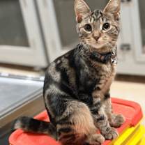 Thumbnail photo of Aria #1