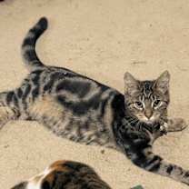 Thumbnail photo of Aria #2