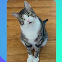 Thumbnail photo of Tilty #1