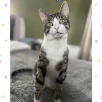 Thumbnail photo of Tilty #2