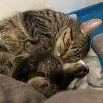 Thumbnail photo of Urchin #3