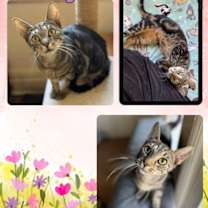 Thumbnail photo of Tilly #1