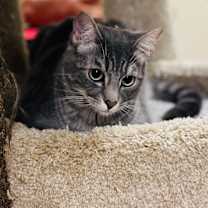 Thumbnail photo of ODIE #3