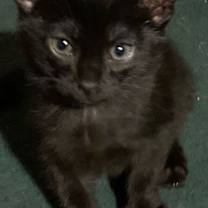 Thumbnail photo of Raven #2