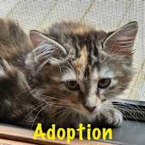 adopt-pet
