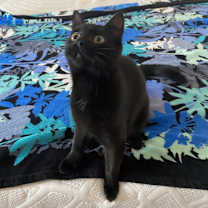 Thumbnail photo of Diana (25-085 C) #2