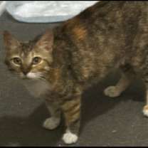 Thumbnail photo of Carmen #1