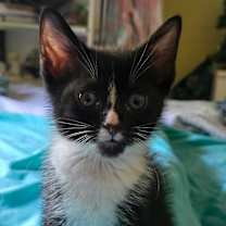 Thumbnail photo of Gandulf #1