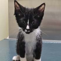 Thumbnail photo of Gandulf #2