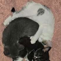 Thumbnail photo of Gandulf #3