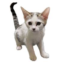 Thumbnail photo of Snowy #1