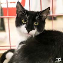 Thumbnail photo of Little Armando #2