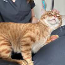 Thumbnail photo of Mr. Neckles #4