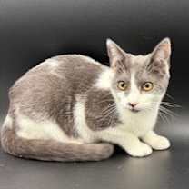 Thumbnail photo of Octavia, Butterscotch and Oscar #2