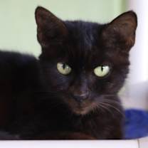 Thumbnail photo of Taco #1