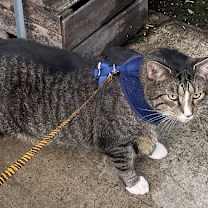 Thumbnail photo of Ty #3