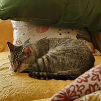 Thumbnail photo of Mona Lisa #1