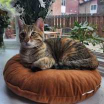 adopt-pet