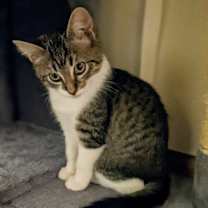 Thumbnail photo of Domino (Wendy Kit) #3