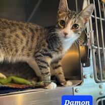 Thumbnail photo of DAMON #2