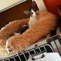 Thumbnail photo of OLIVE #2