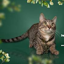 Thumbnail photo of JOHN NOLAN #1