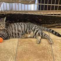 Thumbnail photo of JOHN NOLAN #4