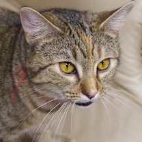 Thumbnail photo of Sammy #1