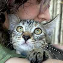 Thumbnail photo of Shishito #2