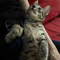 Thumbnail photo of Shishito #4