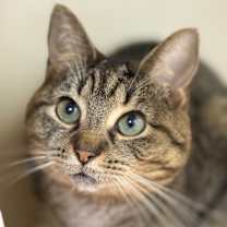 Thumbnail photo of Ralphie #1