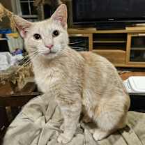 Thumbnail photo of Tango #1