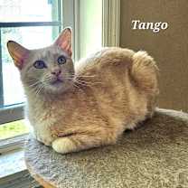 Thumbnail photo of Tango #2