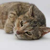 Thumbnail photo of Elvira #4