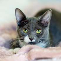 Thumbnail photo of Poppy #1