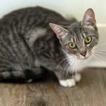 Thumbnail photo of Grey #1