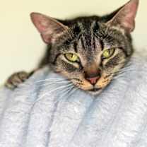 Thumbnail photo of Apple #2