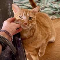 Thumbnail photo of Tex #1