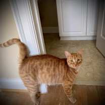 Thumbnail photo of Tex #3