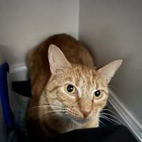 Thumbnail photo of Tex #4