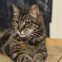 Thumbnail photo of Charcoal #1