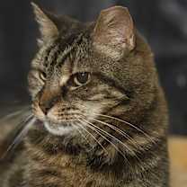 Thumbnail photo of Charcoal #2