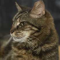 Thumbnail photo of Charcoal #3