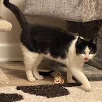 Thumbnail photo of Wally #3