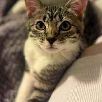 Thumbnail photo of Fancy Branch #3