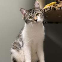 Thumbnail photo of Pickle Branch #3