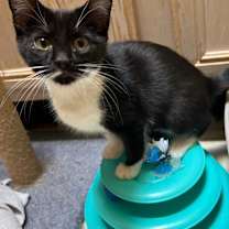adopt-pet