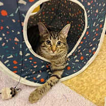 Thumbnail photo of Jurupa #4